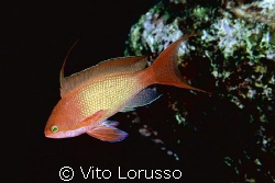 Fishs - Anthias anthias by Vito Lorusso 